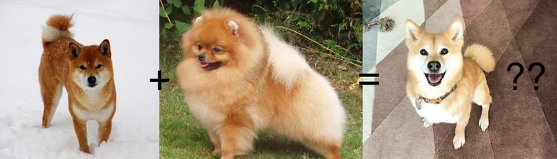 Shiba, Pomeranian, and Bruiser